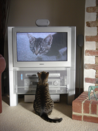 image of cat named Fatty watching TV