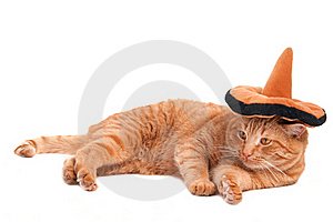 image of cat wearing sombrero